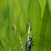 Majka fialova - Meloe violaceus - Violet Oil-beetle 2107